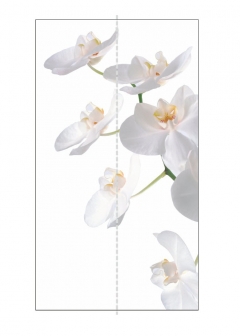 Шкаф-купе двухдверный Е1 Экспресс Дуо 1200х2400h Орхидея белая/Белый снег